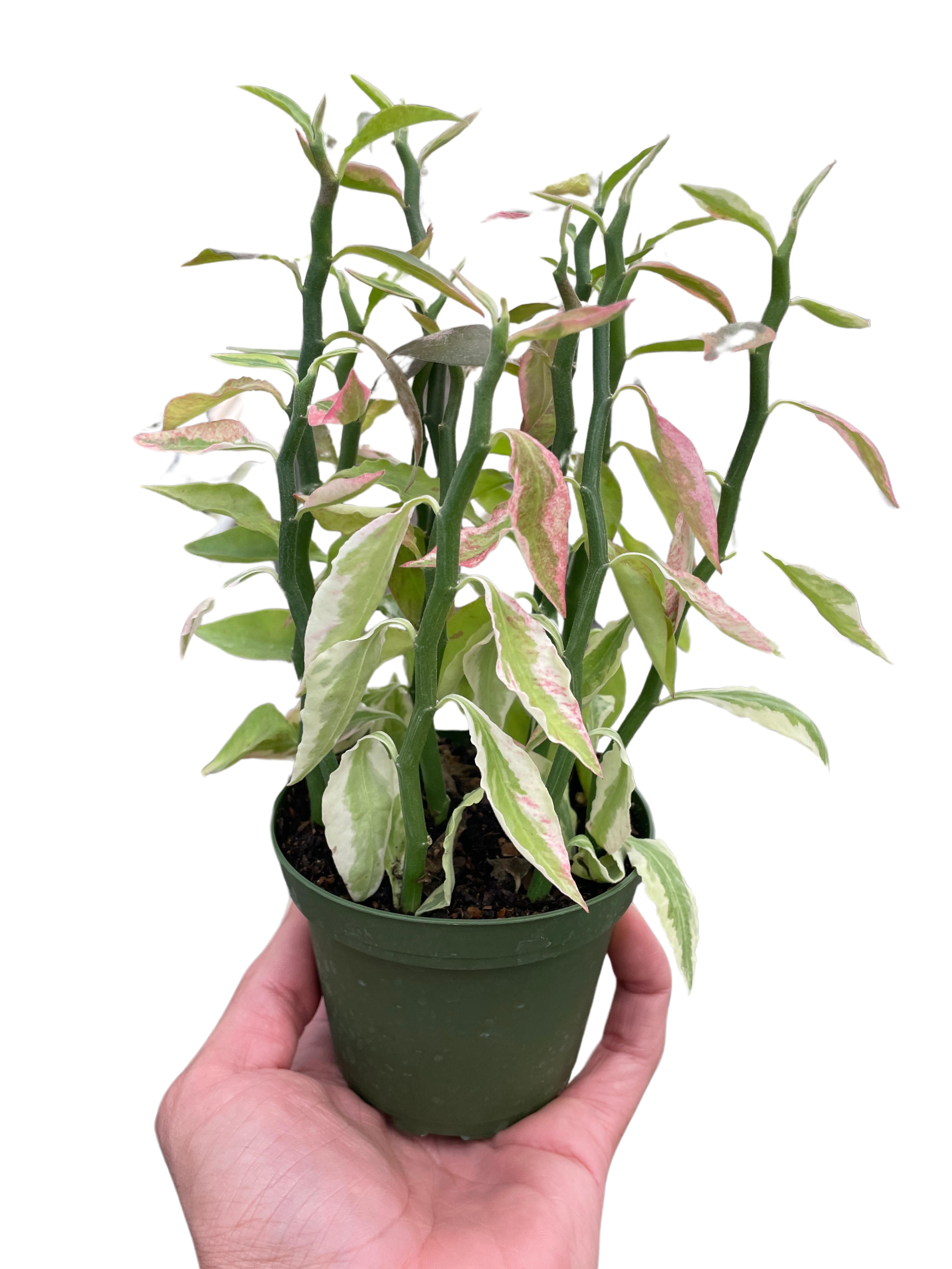 Variegated Devil's Backbone Euphorbia – view 5