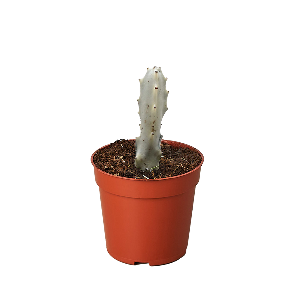 Succulent Euphorbia 'Dragon Bone' – view 2
