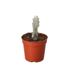Succulent Euphorbia 'Dragon Bone' – view 2