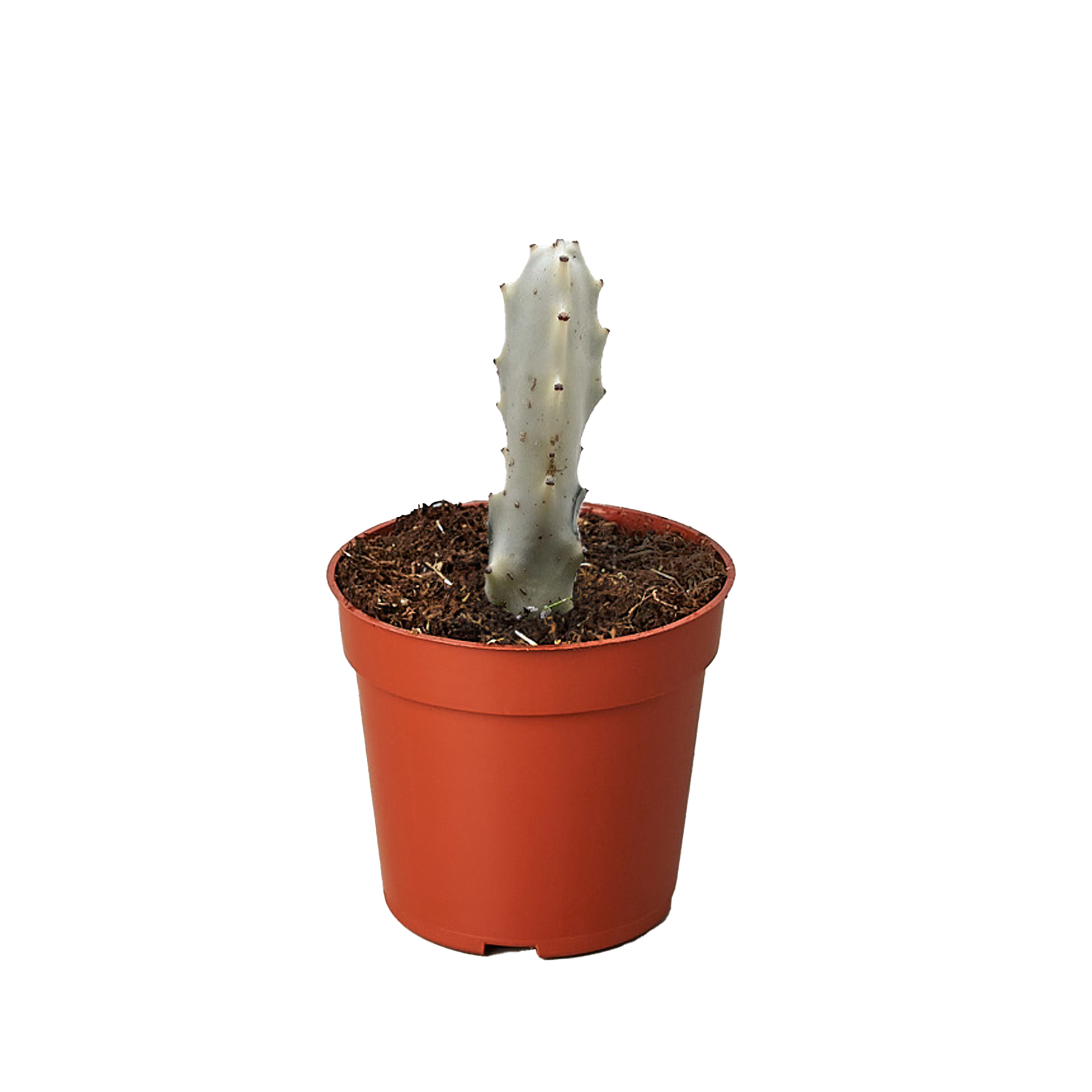 Succulent Euphorbia 'Dragon Bone' – view 2