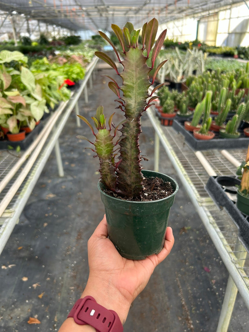 Succulent Euphorbia 'Trigona Rubra' – view 3