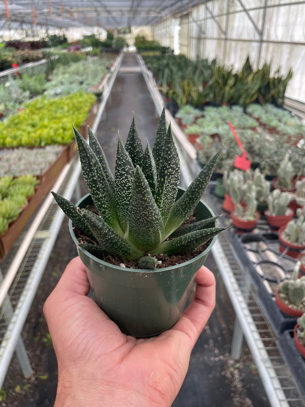 Succulent Gasteria Durban – view 2