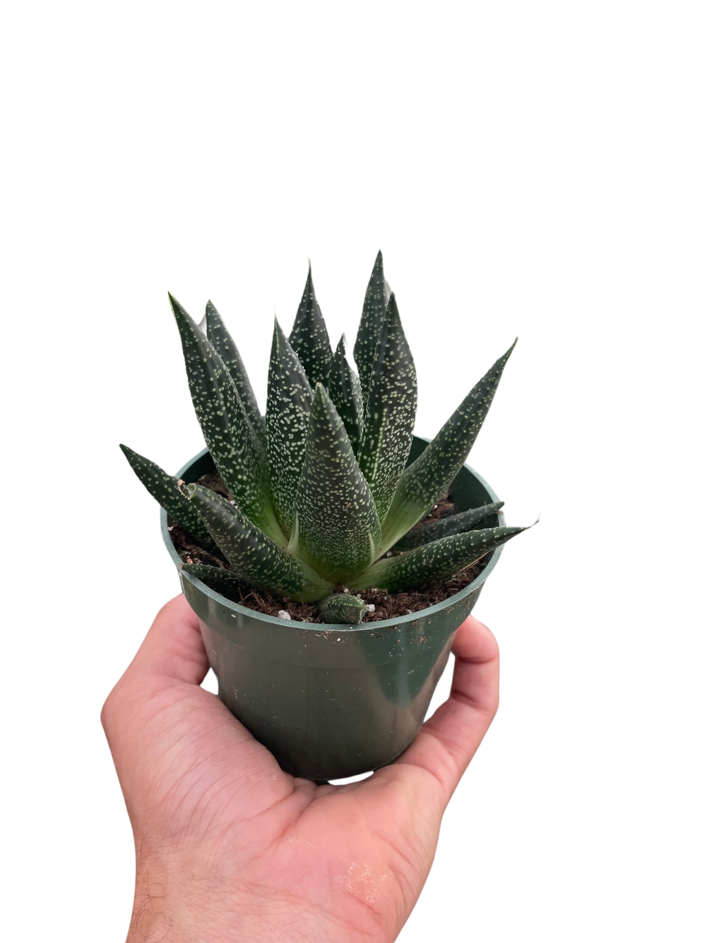 Succulent Gasteria Durban – view 4