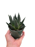 Succulent Gasteria Durban – view 4