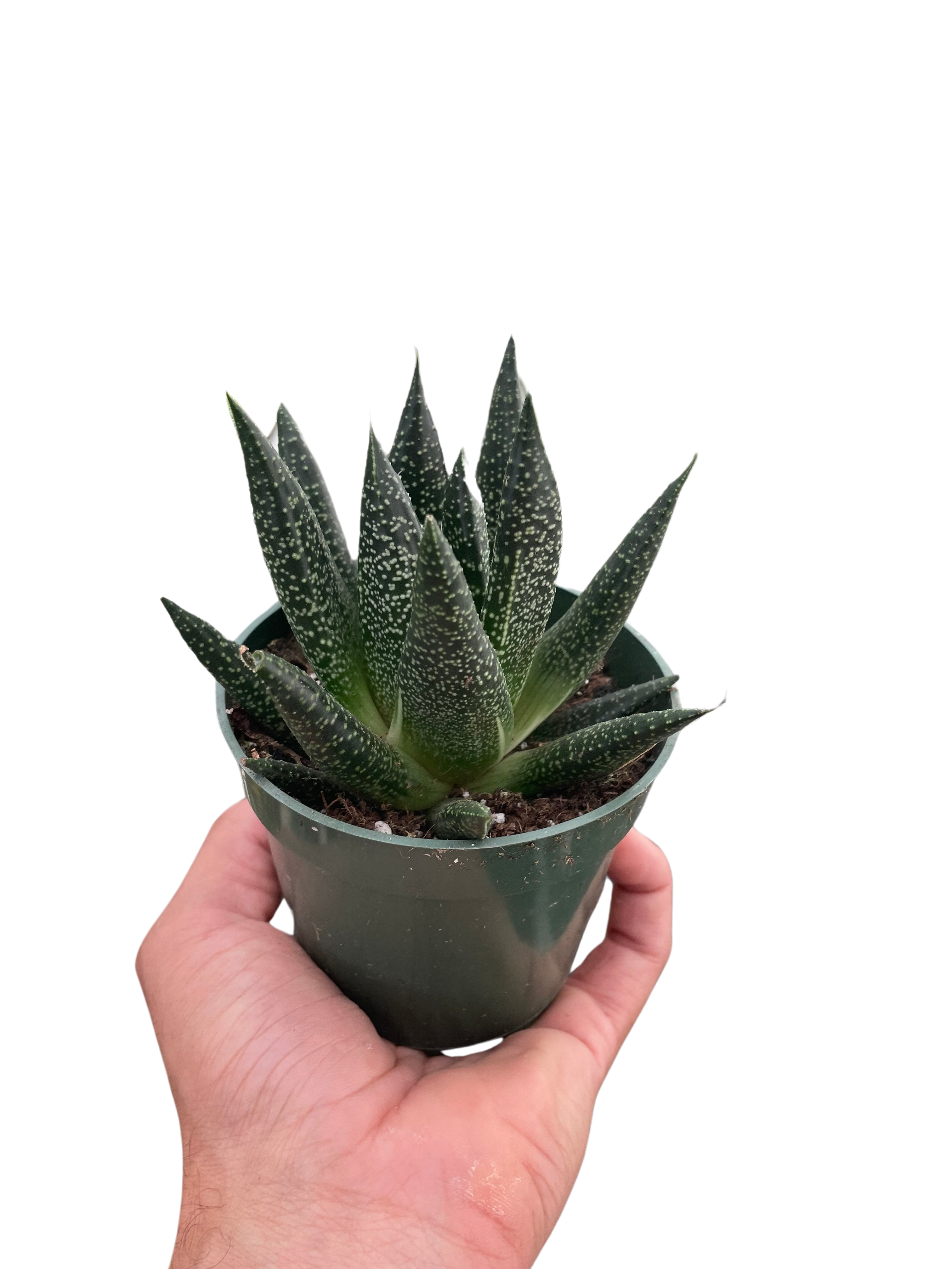 Succulent Gasteria Durban – view 4