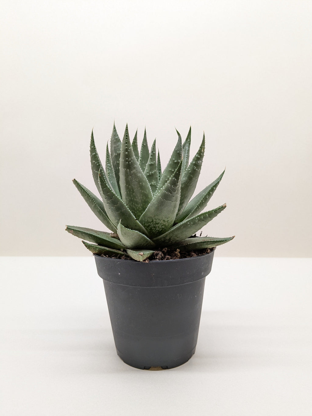 Succulent Haworthia Savanna – view 3