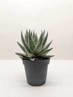 Succulent Haworthia Savanna – view 3