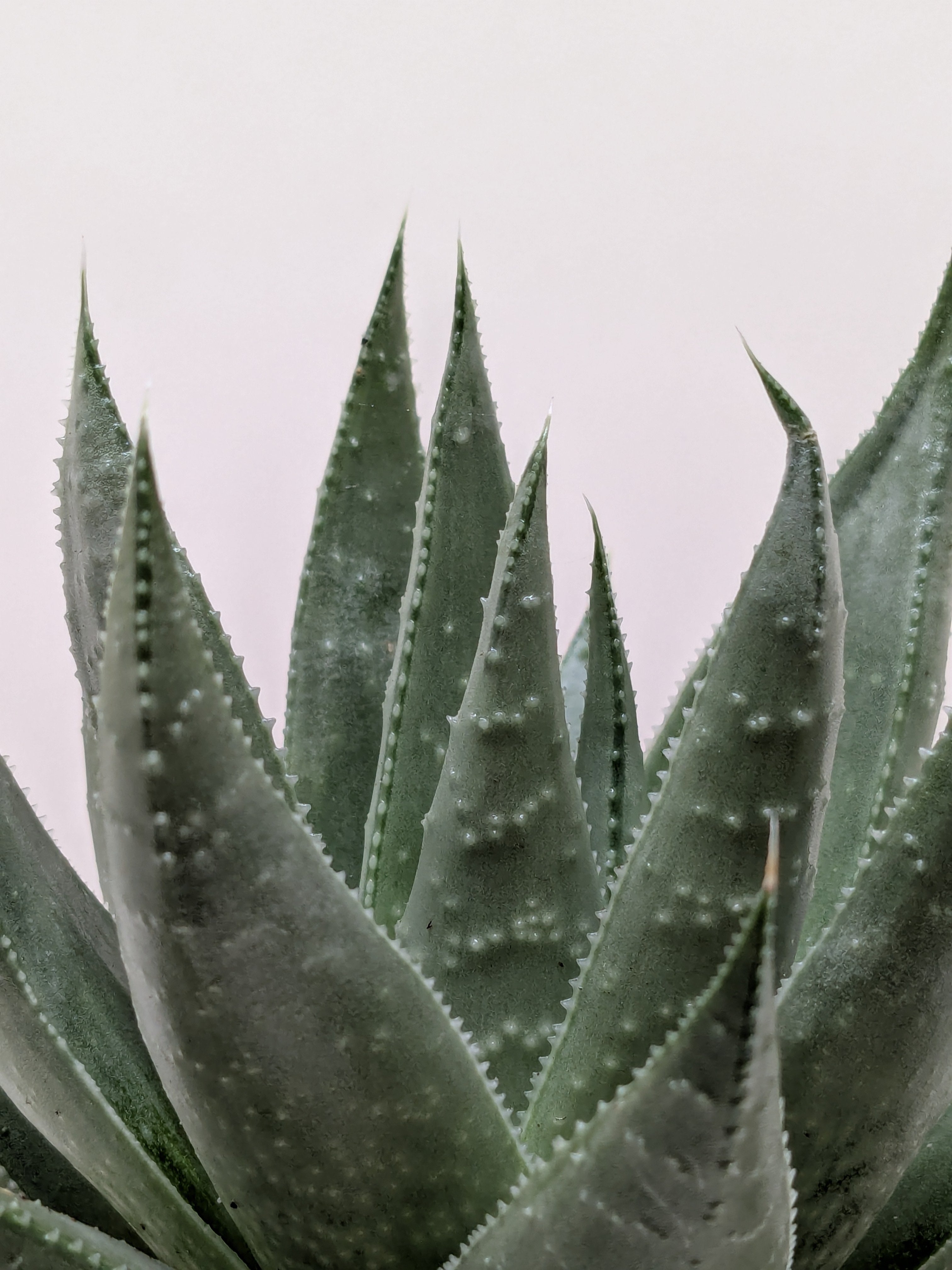 Succulent Haworthia Savanna – view 2