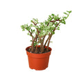 Succulent Portulacaria 'Rainbow Bush'