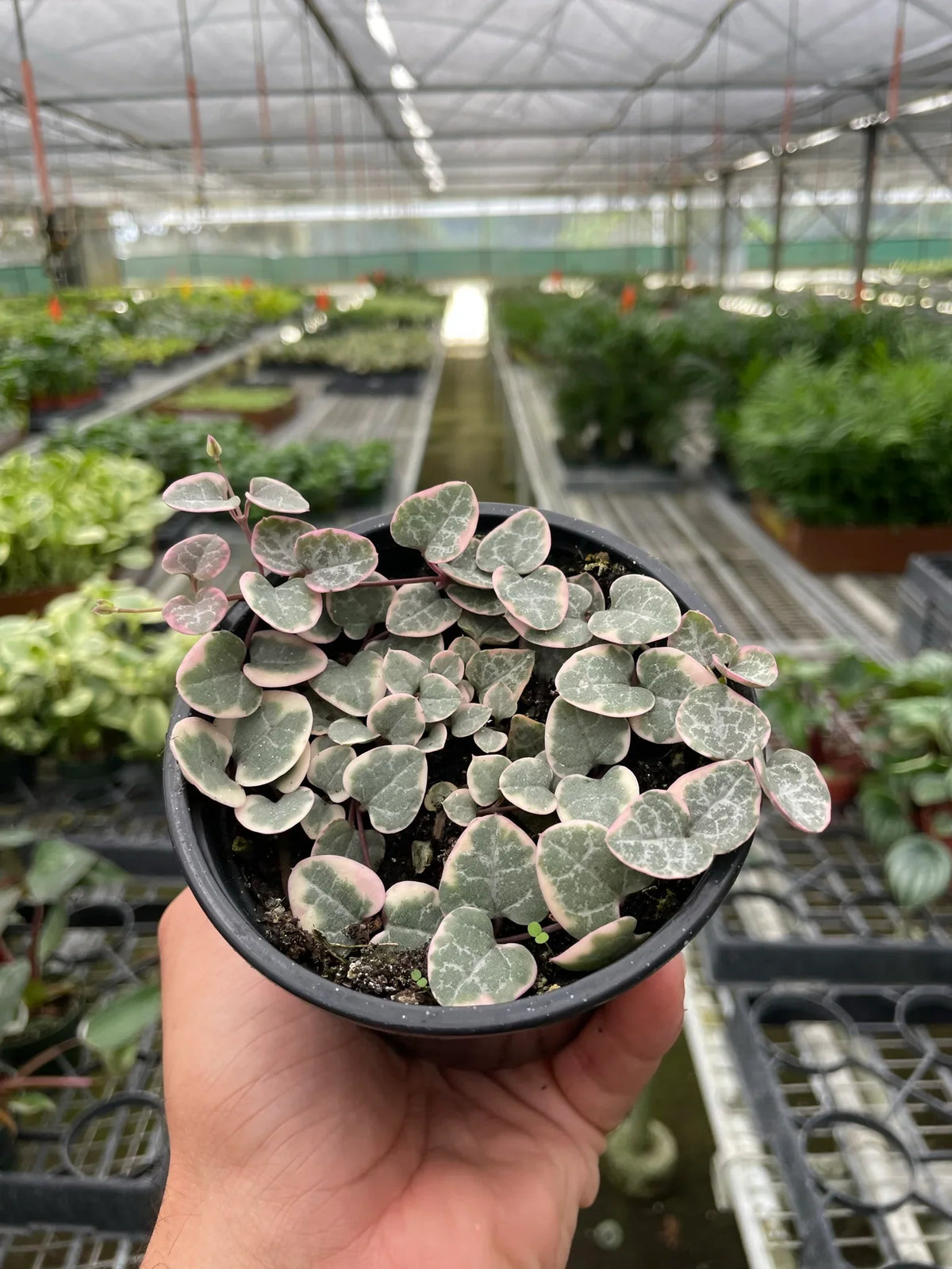 String of Hearts Variegated – view 2