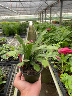 Zygocactus 'Christmas Cactus' – view 3