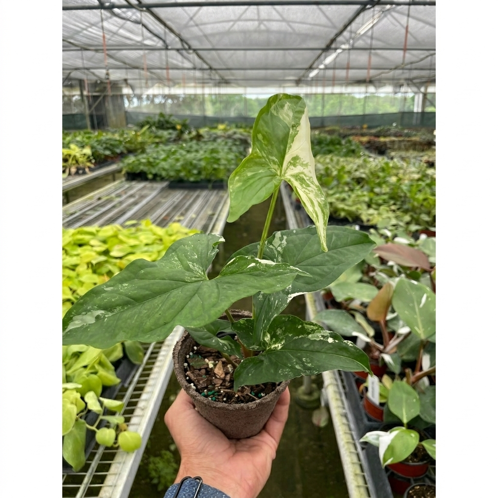 Syngonium 'Albo Variegata' – view 3