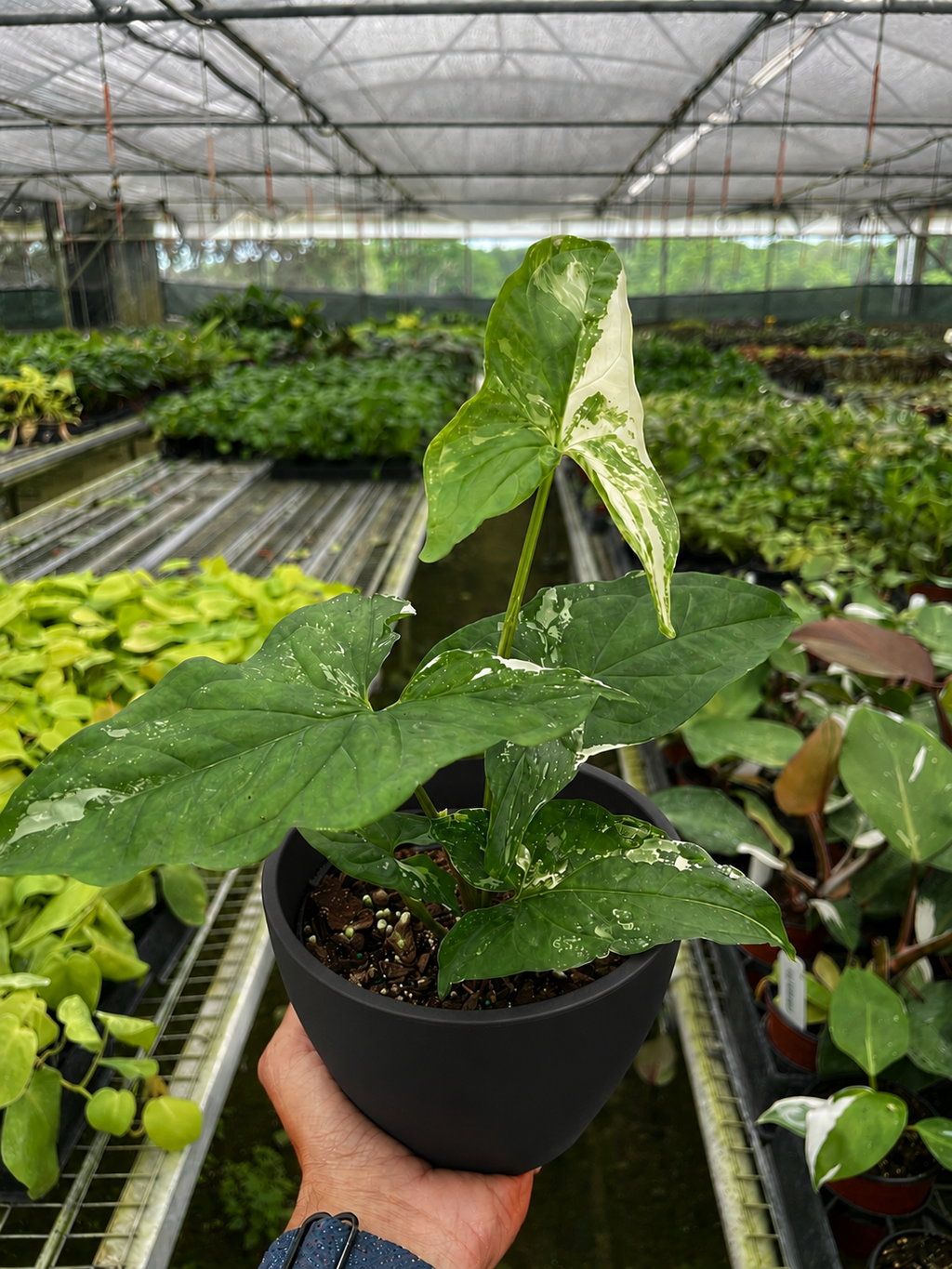 Syngonium 'Albo Variegata' – view 4