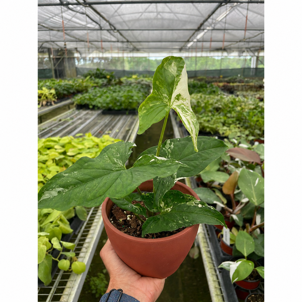 Syngonium 'Albo Variegata' – view 2