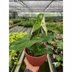 Syngonium 'Albo Variegata' – view 2