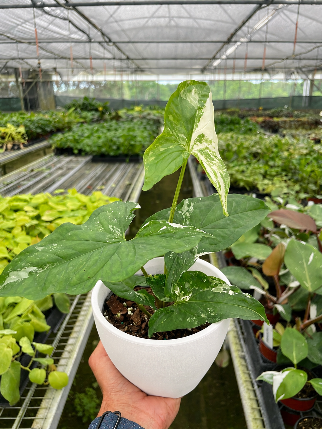 Syngonium 'Albo Variegata' – view 5