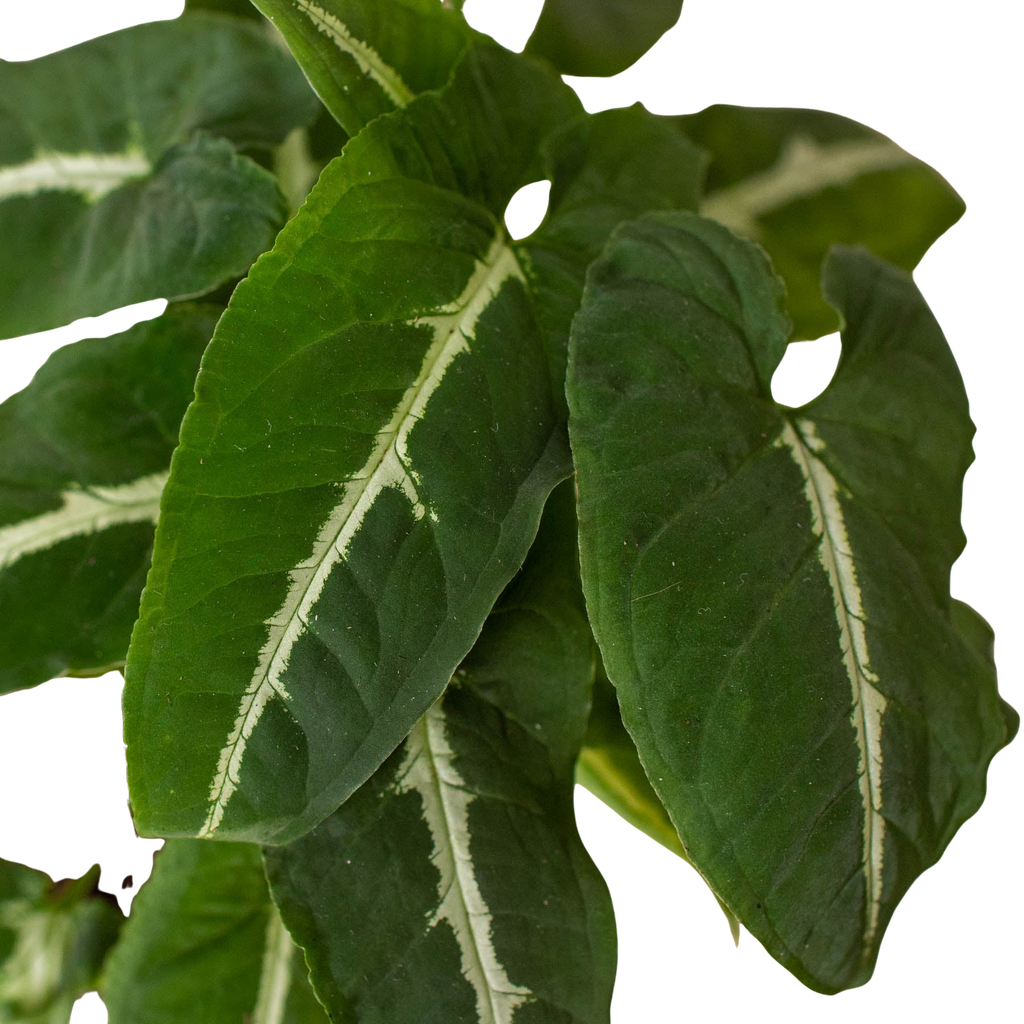 Syngonium wendlandii 'Black Velvet' – view 2
