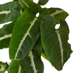 Syngonium wendlandii 'Black Velvet' – view 2
