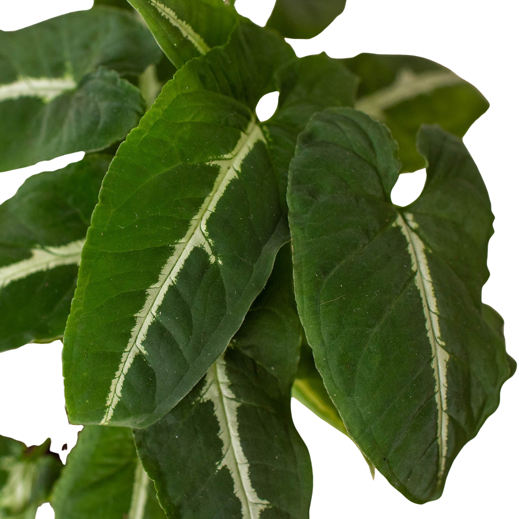 Syngonium wendlandii 'Black Velvet' – view 2