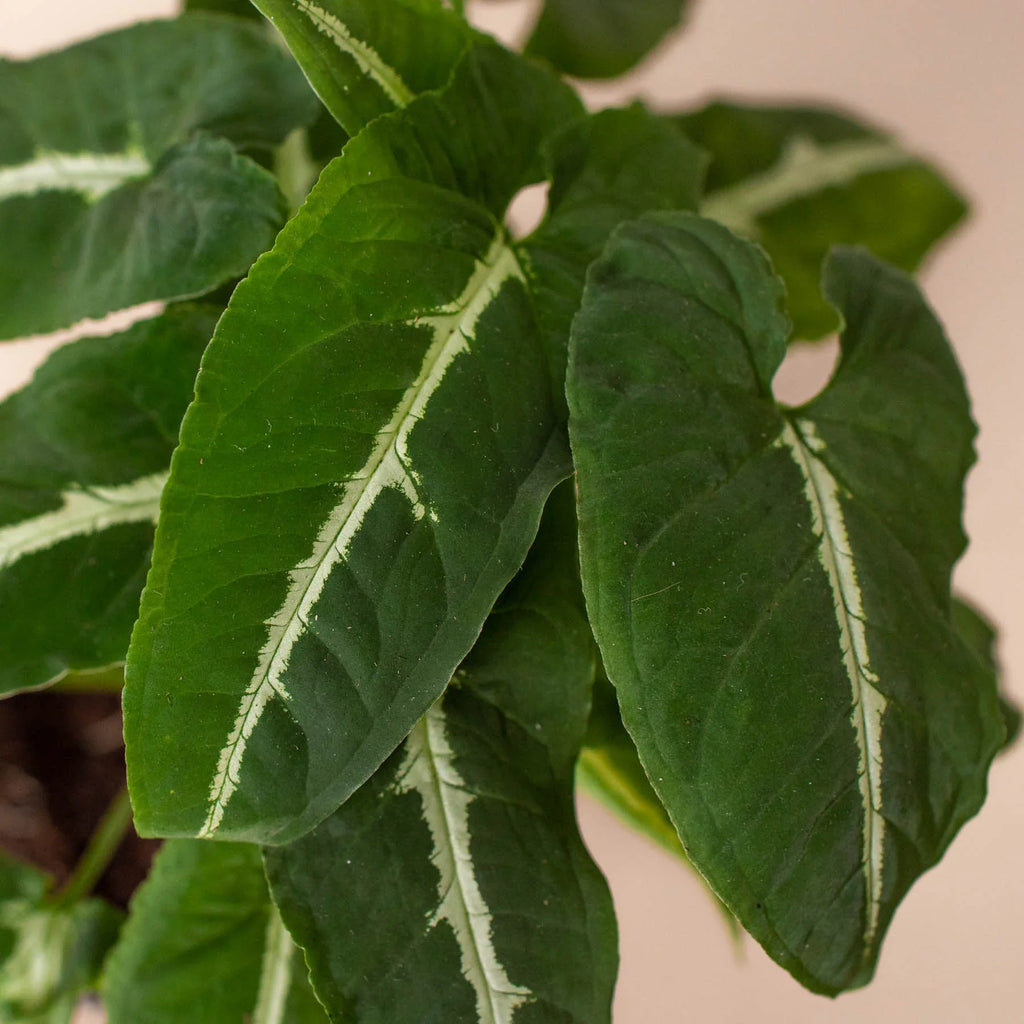 Syngonium wendlandii 'Black Velvet' – view 2