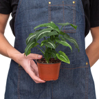 Syngonium wendlandii 'Black Velvet' – view 3