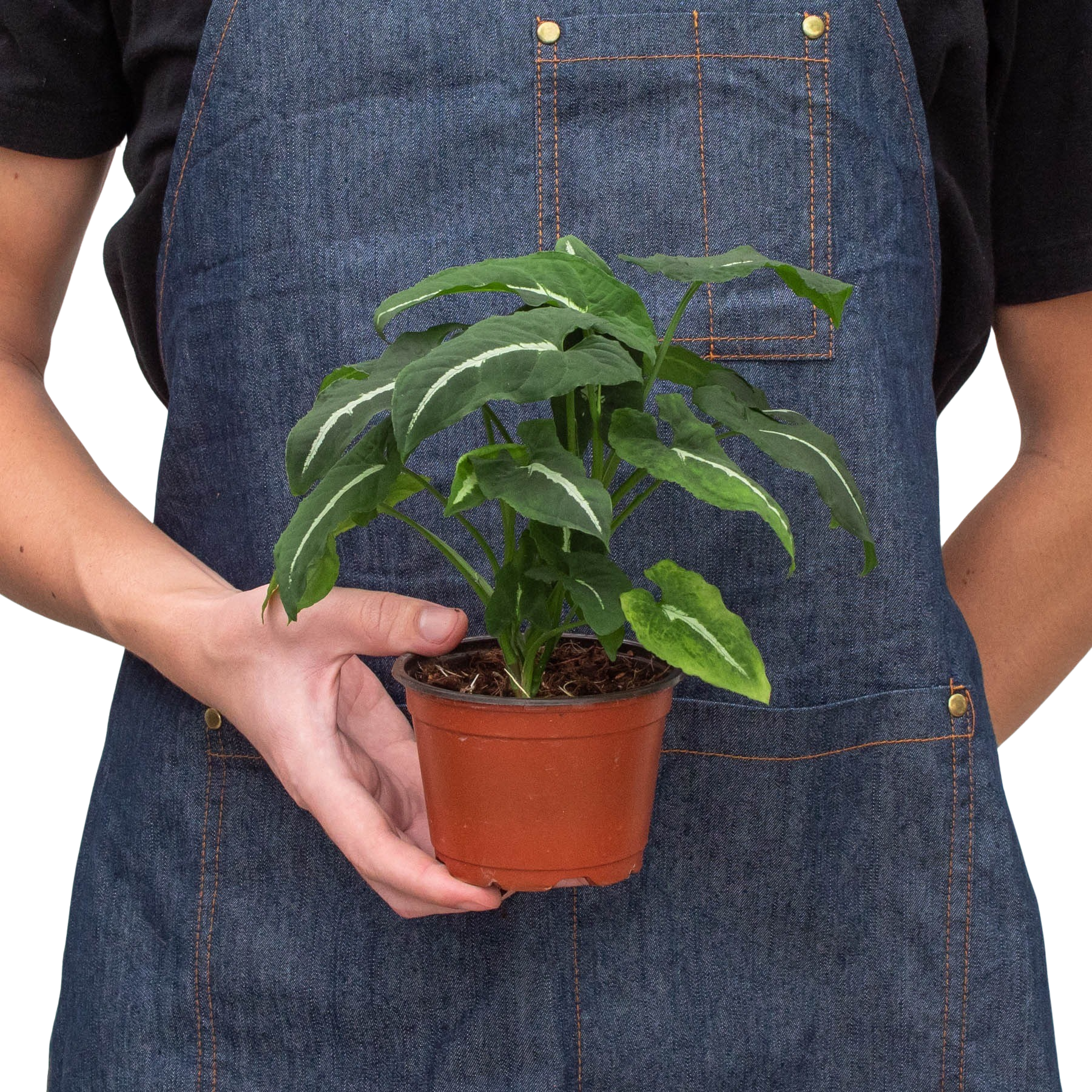 Syngonium wendlandii 'Black Velvet' – view 3