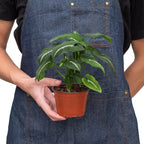 Syngonium wendlandii 'Black Velvet' – view 3