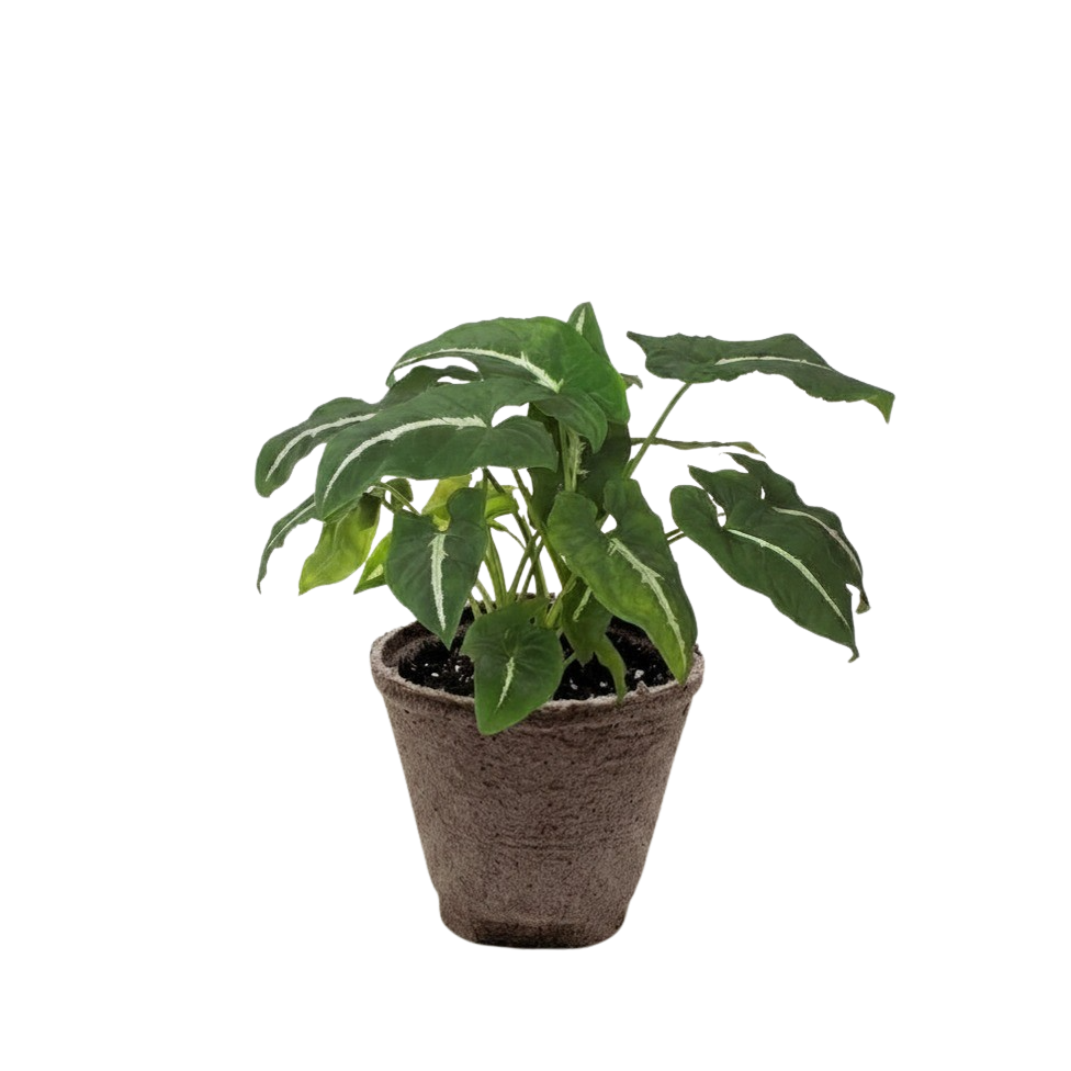 Syngonium wendlandii 'Black Velvet' – view 6