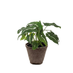 Syngonium wendlandii 'Black Velvet' – view 6