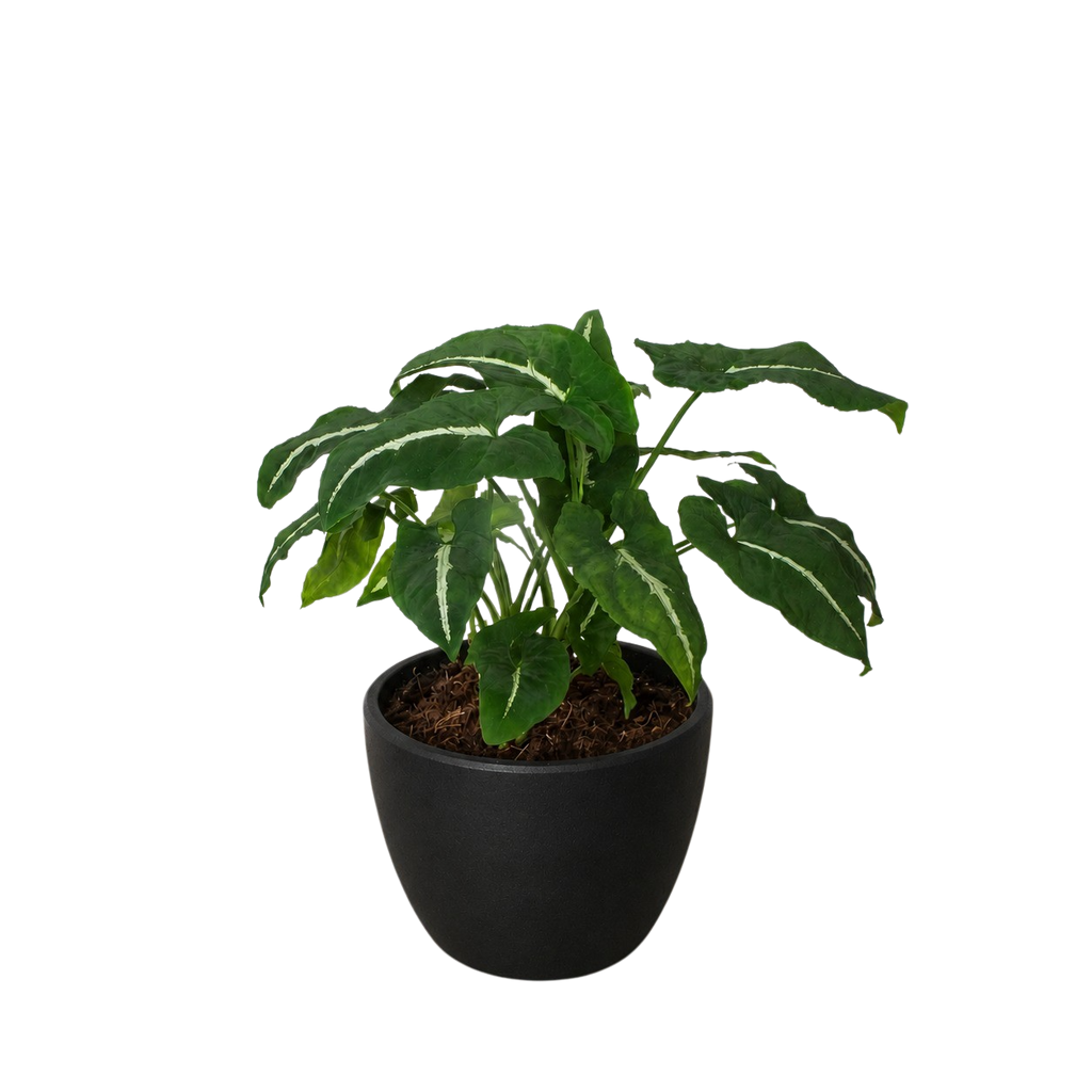 Syngonium wendlandii 'Black Velvet' – view 7