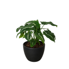 Syngonium wendlandii 'Black Velvet' – view 7