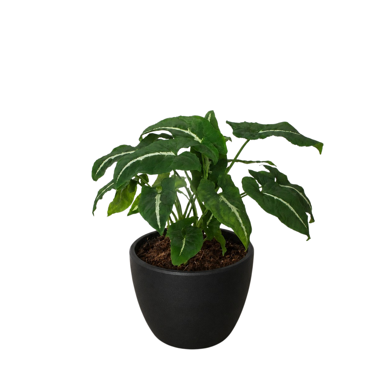 Syngonium wendlandii 'Black Velvet' – view 7