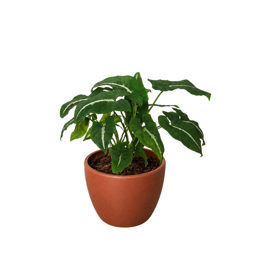 Syngonium wendlandii 'Black Velvet' – view 5