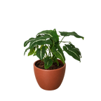 Syngonium wendlandii 'Black Velvet' – view 5
