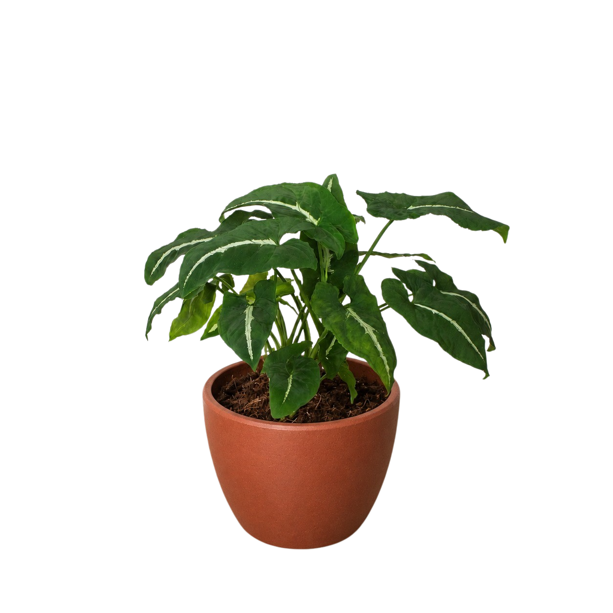 Syngonium wendlandii 'Black Velvet' – view 5