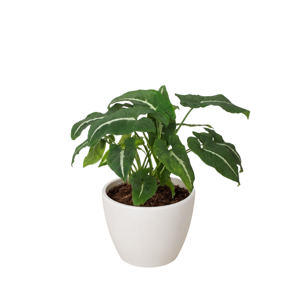 Syngonium wendlandii 'Black Velvet' – view 8