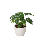 Syngonium wendlandii 'Black Velvet' – view 8