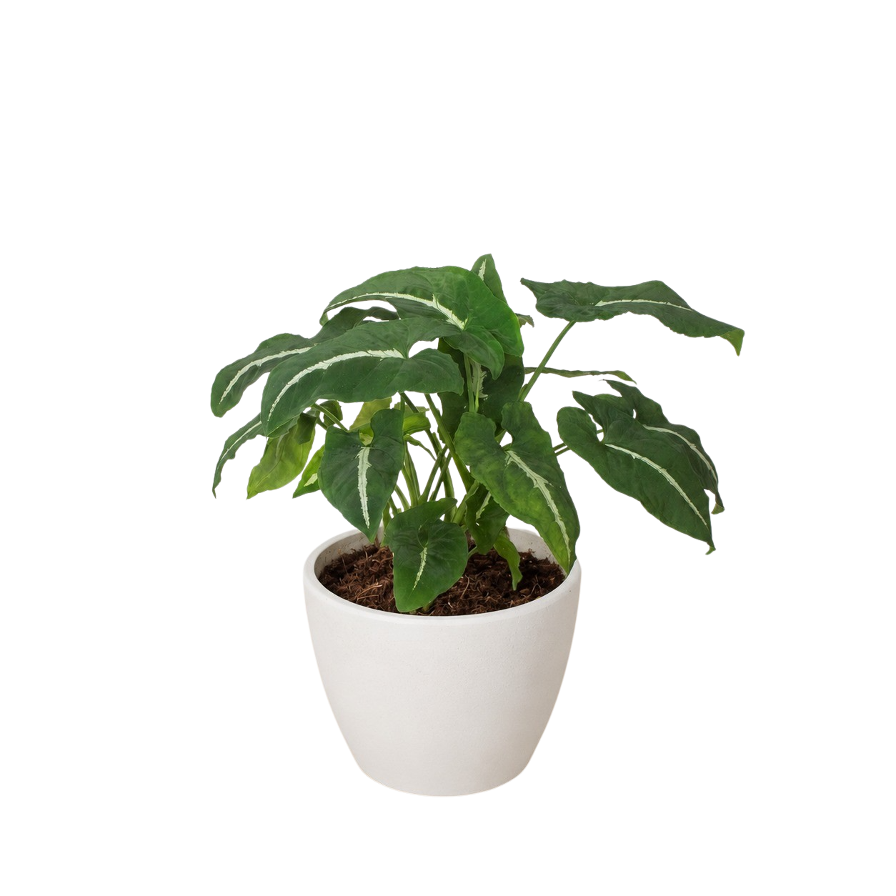 Syngonium wendlandii 'Black Velvet' – view 8