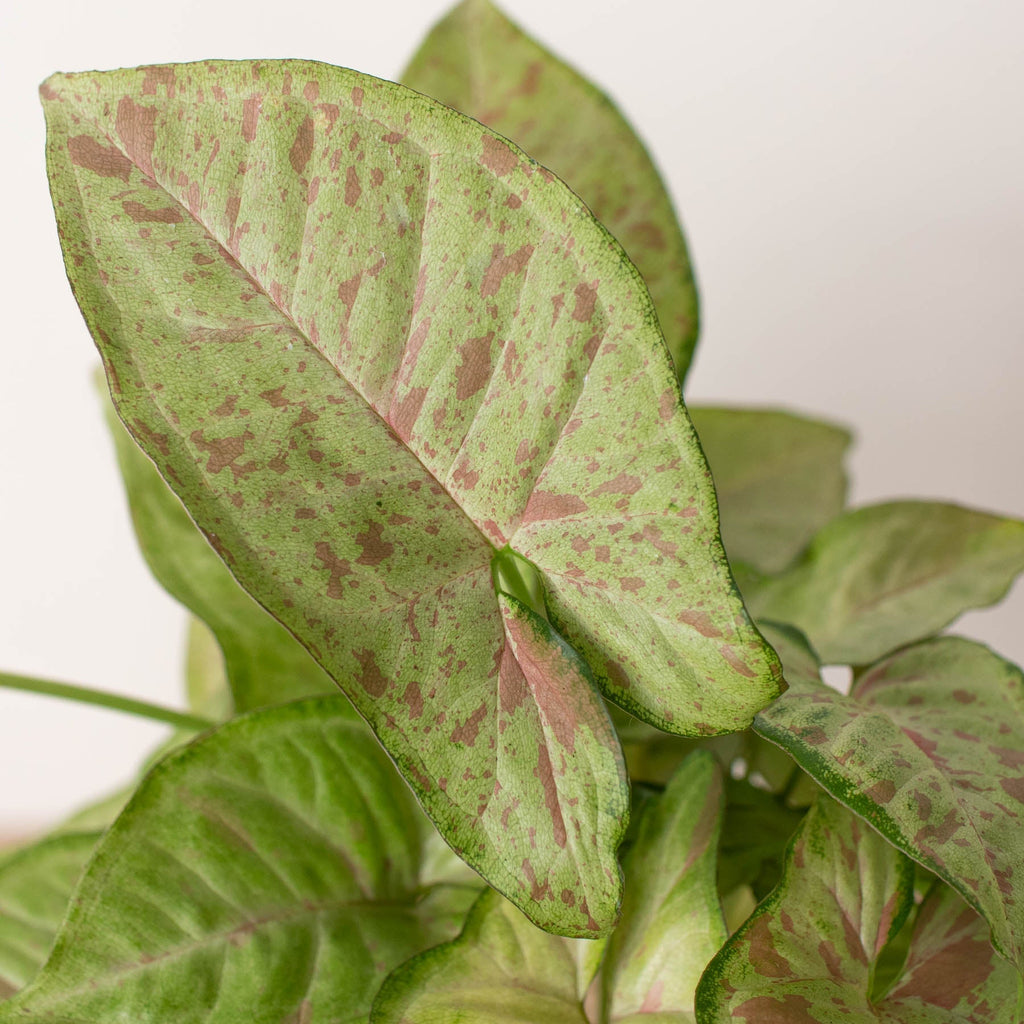 Syngonium 'Confetti' – view 2