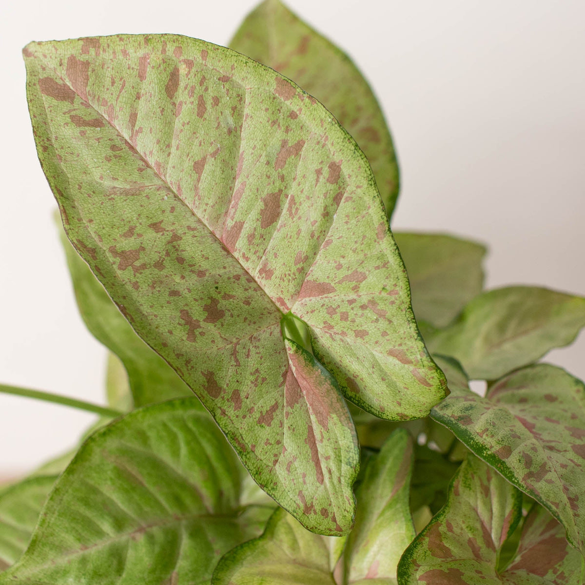 Syngonium 'Confetti' – view 2