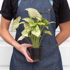 Syngonium 'Confetti' – view 3