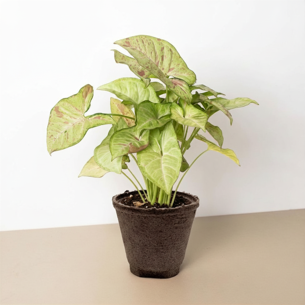 Syngonium 'Confetti' – view 10