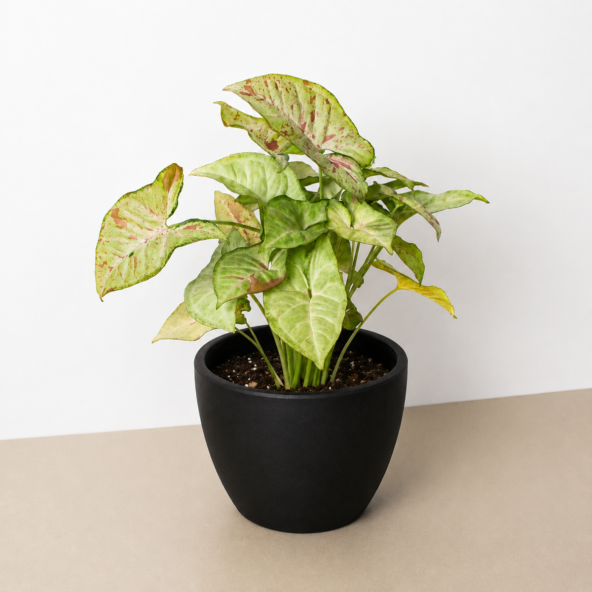 Syngonium 'Confetti' – view 8