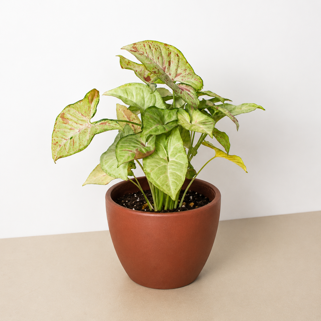 Syngonium 'Confetti' – view 7