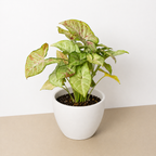 Syngonium 'Confetti' – view 9