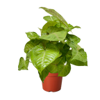 Syngonium Cream Allusion