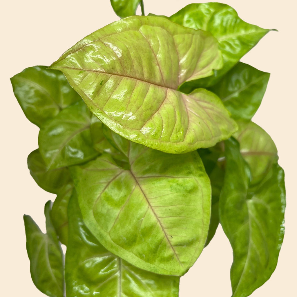 Syngonium Cream Allusion – view 2