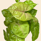 Syngonium Cream Allusion – view 2