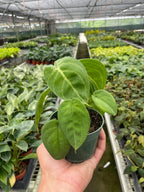 Syngonium 'Ice Frost' – view 2
