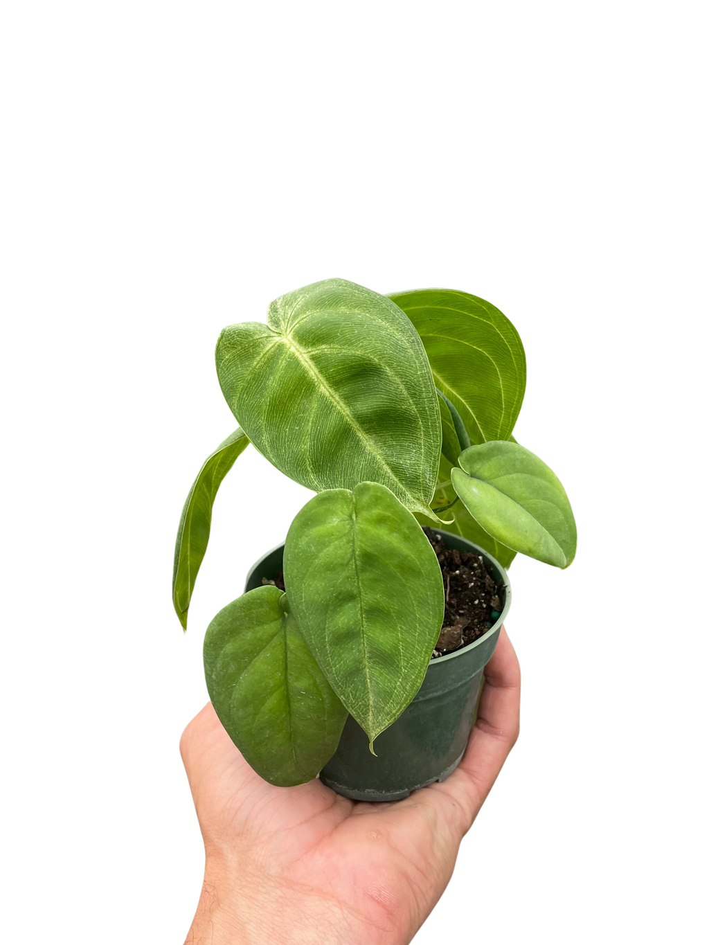 Syngonium 'Ice Frost' – view 4